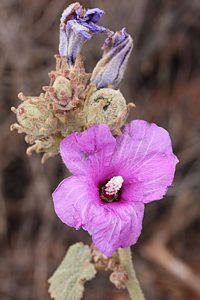Neospades rugiceps, adult host plant, Radyera farragei (BS838-218), EP